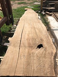 English Walnut
